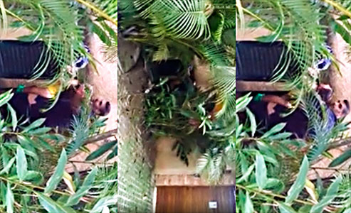 her neighbor caught her with another fucking in the patio bushes